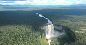 Guyana’s Rainforest Coverage: A Vital Environmental Asset guyana rainforest
